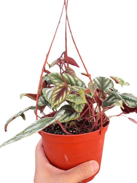 Begonia Rex Vine - 6" Pot indoor plant