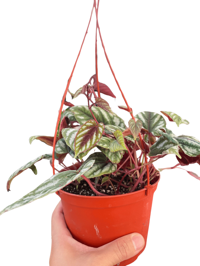 Begonia Rex Vine - 6" Pot indoor plant