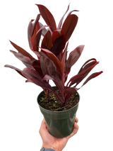 Cordyline 'Calypso Queen'