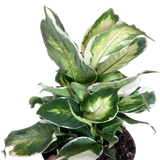 Dieffenbachia 'Cool Beauty'