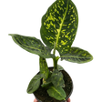 Dieffenbachia 'Reflector'