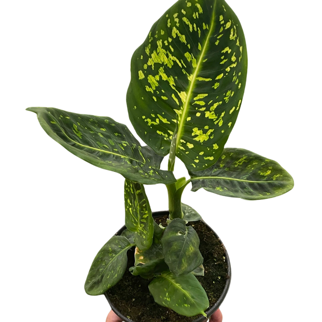 Dieffenbachia 'Reflector'