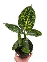 Dieffenbachia 'Reflector'