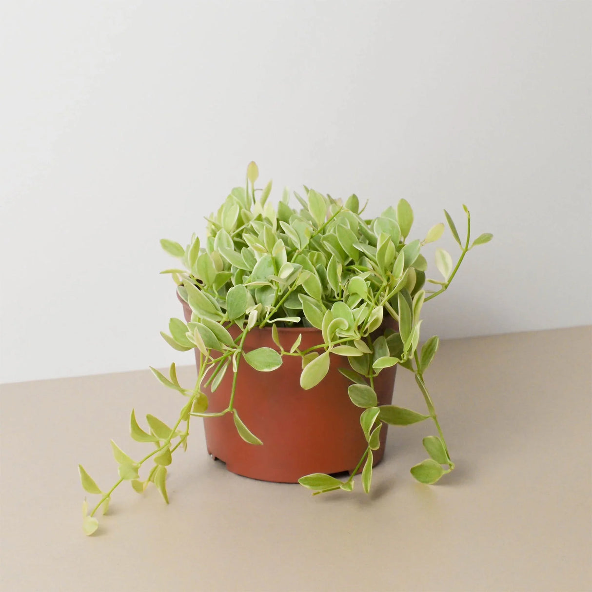 Succulent Dischidia Cascade indoor houseplant