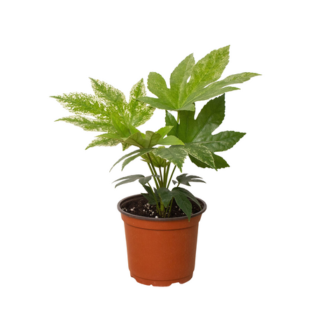 Fatsia 'Spider's Web' indoor house plant