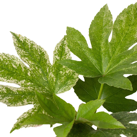 Fatsia 'Spider's Web' indoor house plant