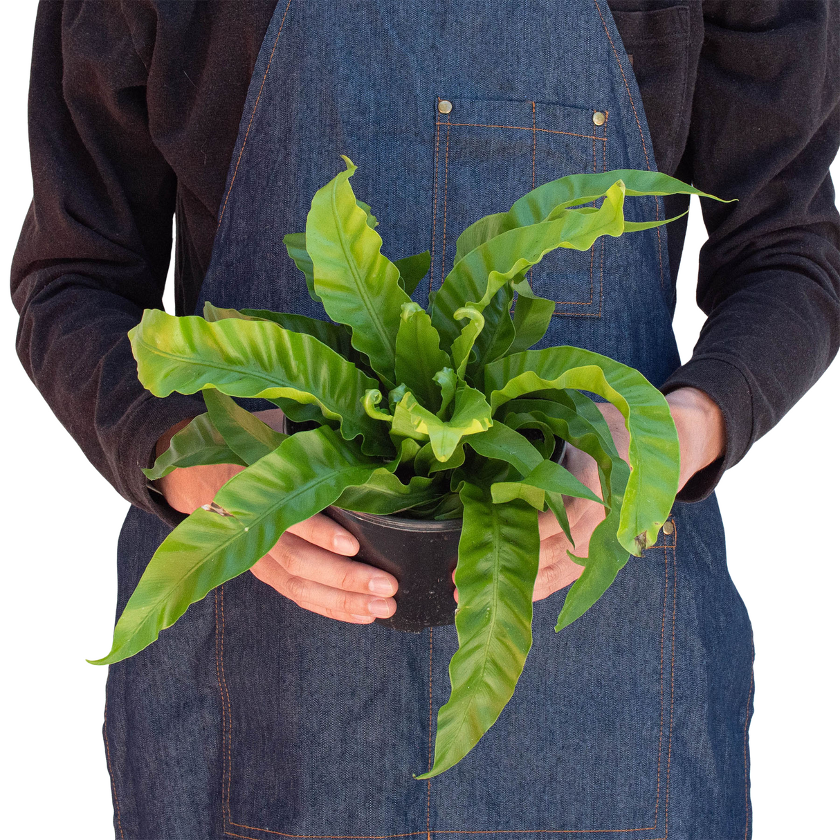 Fern 'Bird's Nest Hurricane' indoor house plant