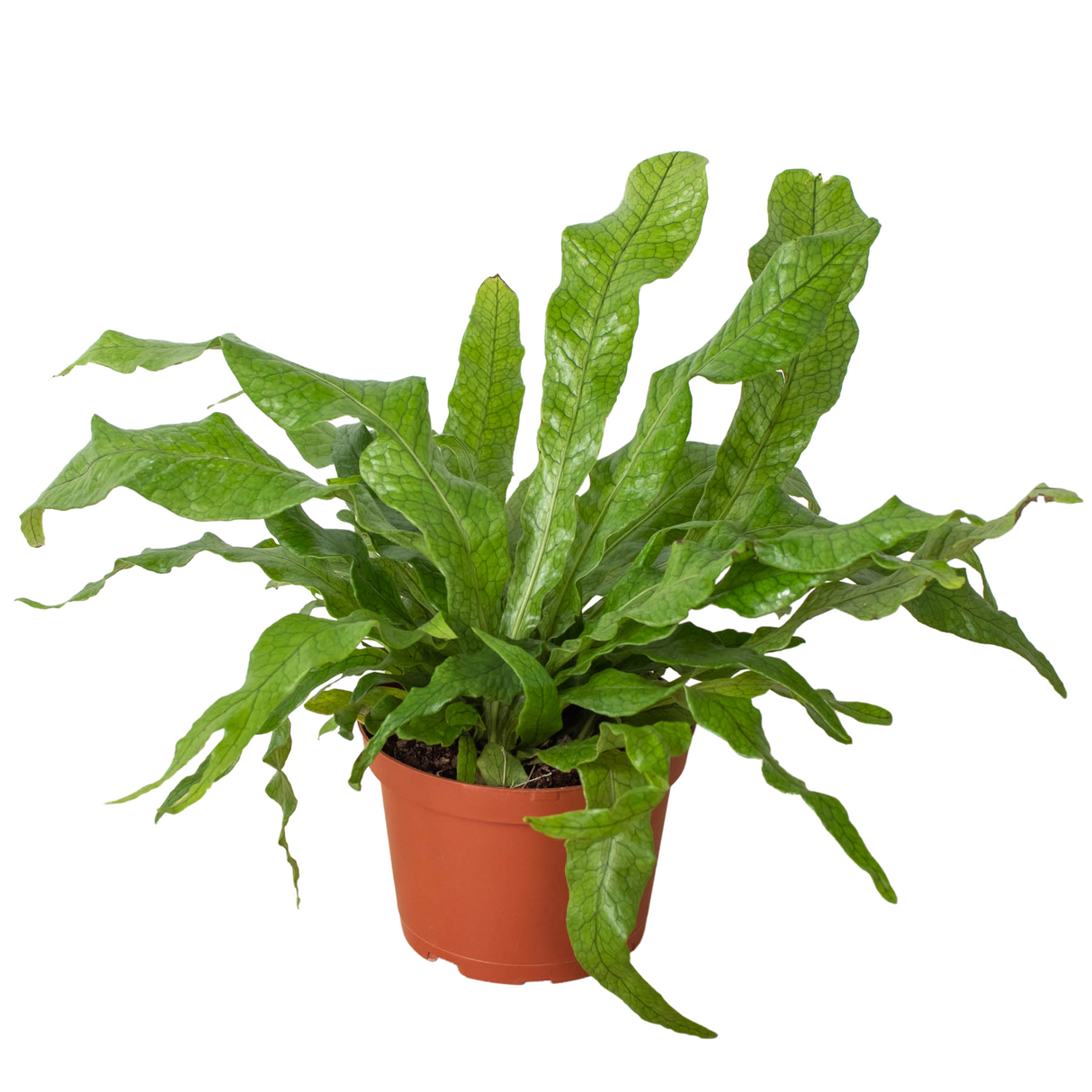 Fern 'Crocodile' indoor house plant