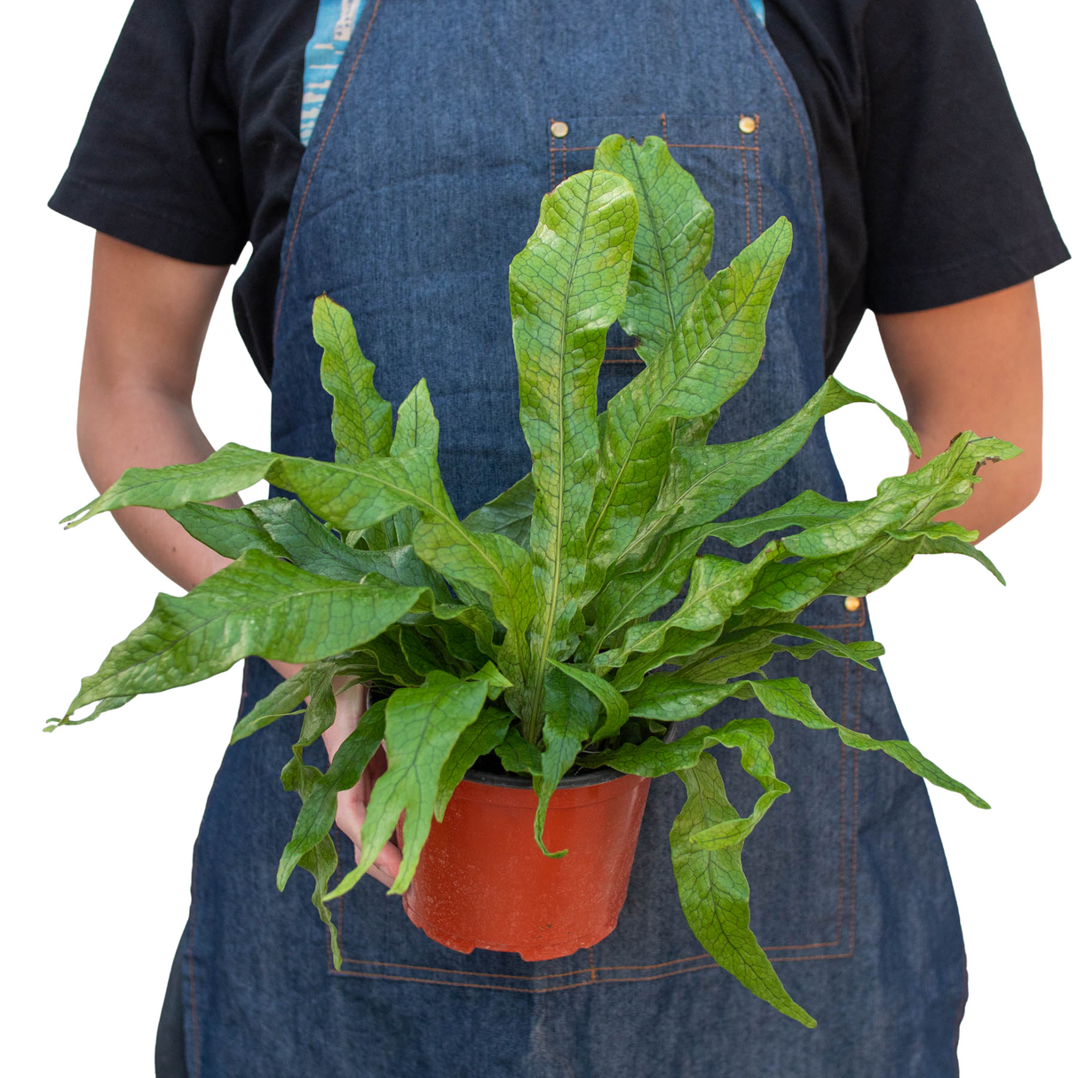 Fern 'Crocodile' indoor house plant