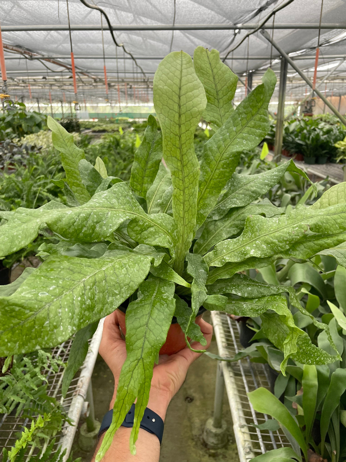 Fern 'Crocodile' indoor house plant