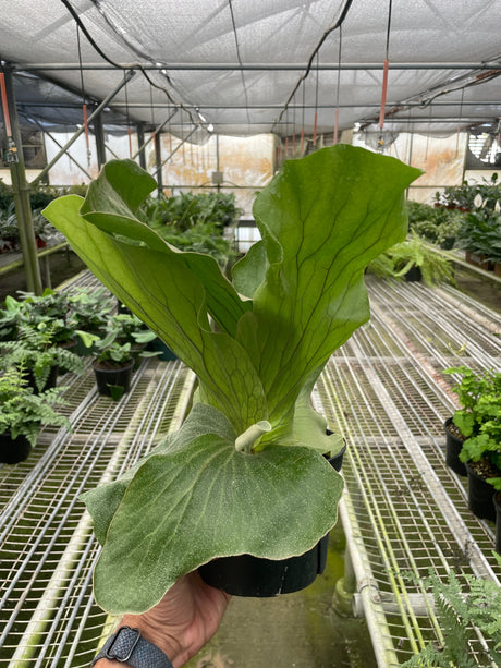 Fern 'Elephant' indoor house plant