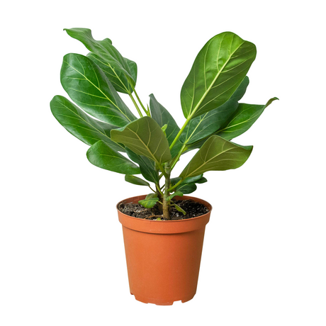 Ficus 'Audrey' indoor house plant