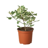 Ficus Elastica 'Triangularis' Variegated indoor house plant