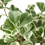 Ficus Elastica 'Triangularis' Variegated indoor house plant