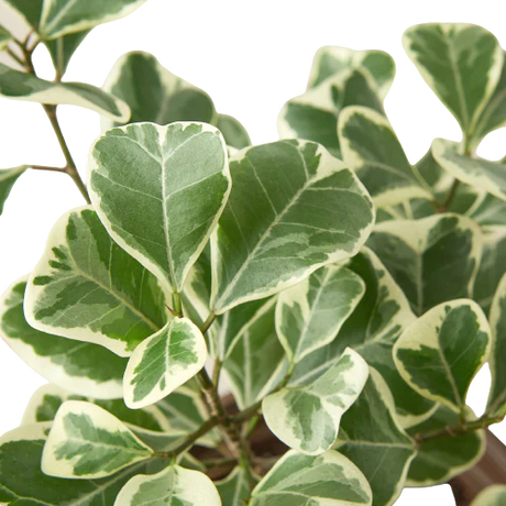 Ficus Elastica 'Triangularis' Variegated indoor house plant