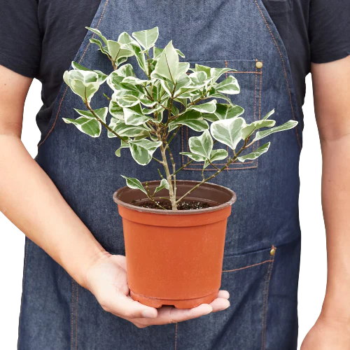 Ficus Elastica 'Triangularis' Variegated indoor house plant