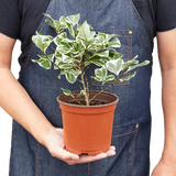 Ficus Elastica 'Triangularis' Variegated indoor house plant