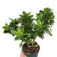Gardenia 'Bush' indoor house plant