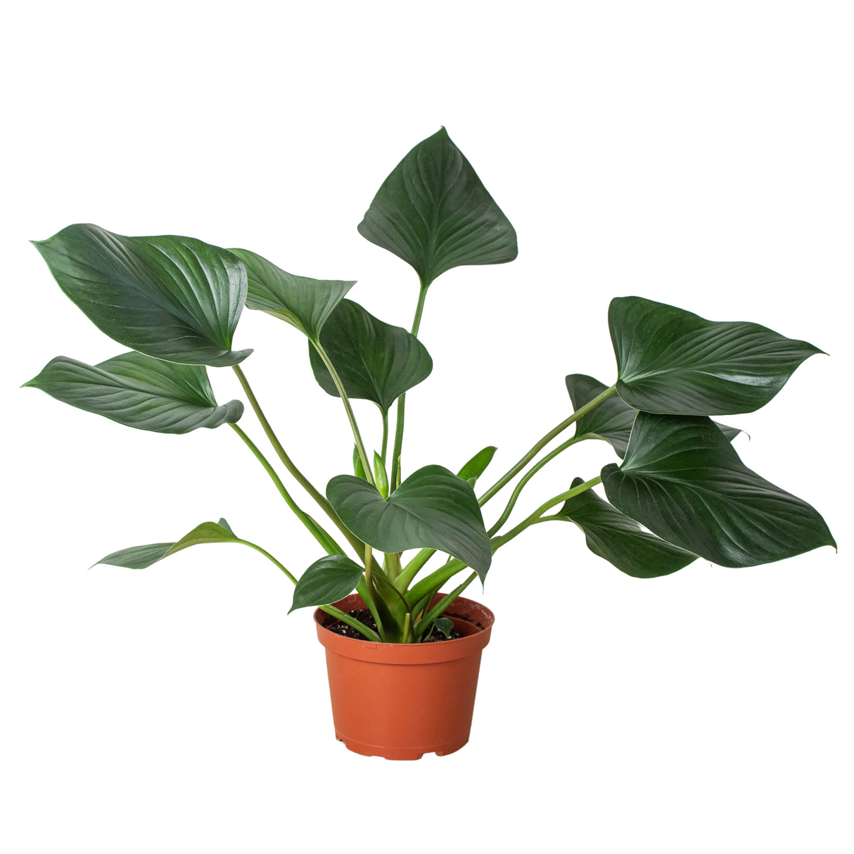 Homalomena 'Emerald Gem' indoor house plant