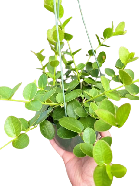 Hoya Cumingiana indoor house plant