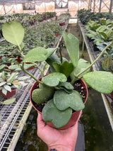 Hoya Sweetheart indoor house plant