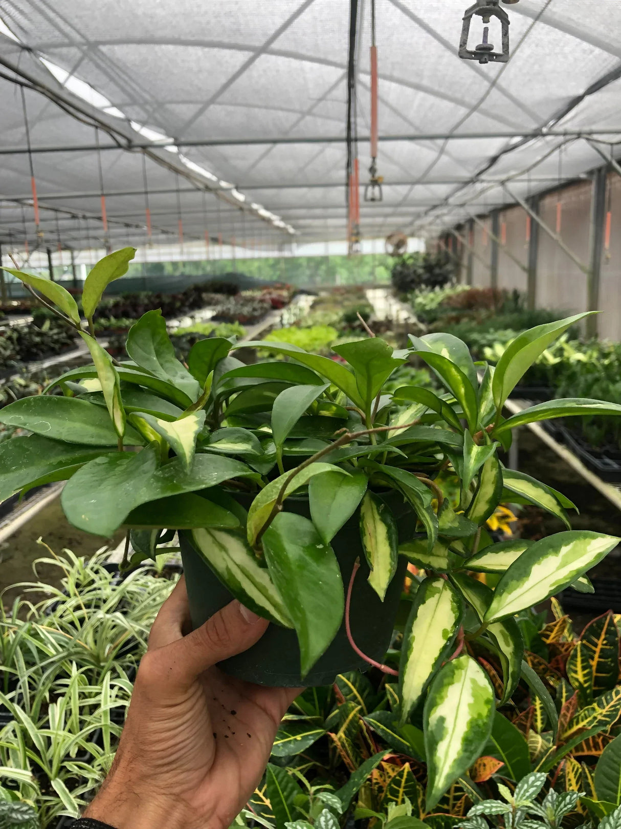 Hoya Carnosa 'Krimson Princess' indoor house plant