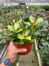 Hoya 'Lisa' indoor house plant