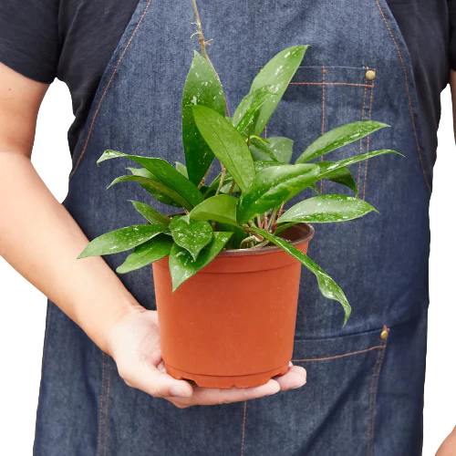 Hoya 'Publicalyx' indoor house plant