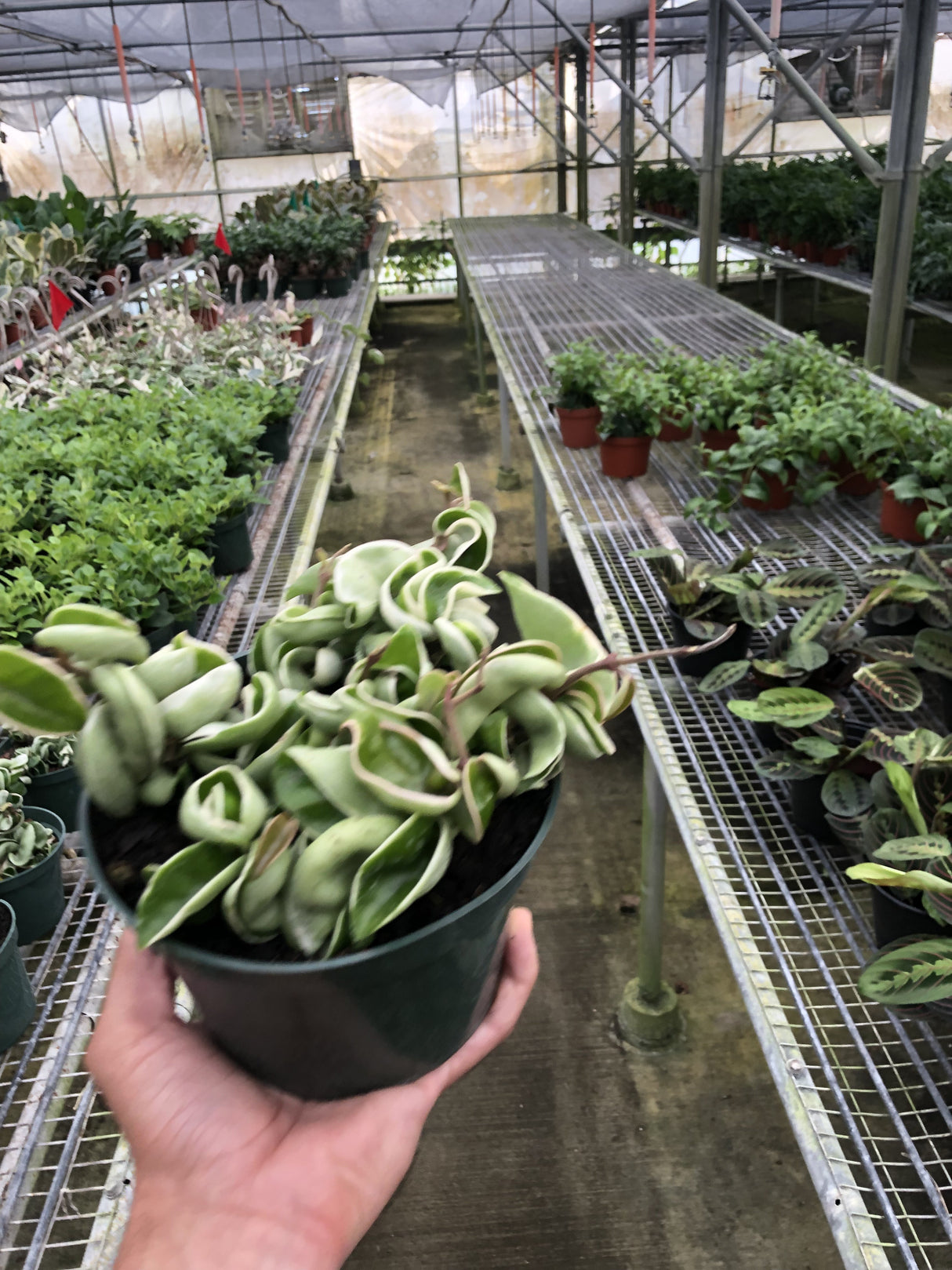 Hoya 'Rope Plant' Variegated indoor house plant