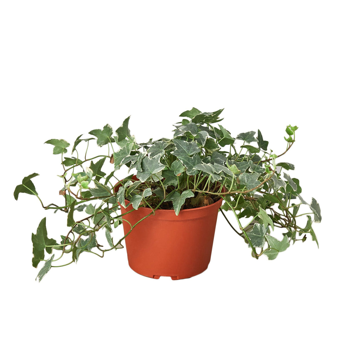 English Ivy 'Glacier' indoor house plant