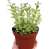 Lipstick 'Bolero Bicolore' indoor house plant