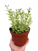 Lipstick 'Bolero Bicolore' indoor house plant