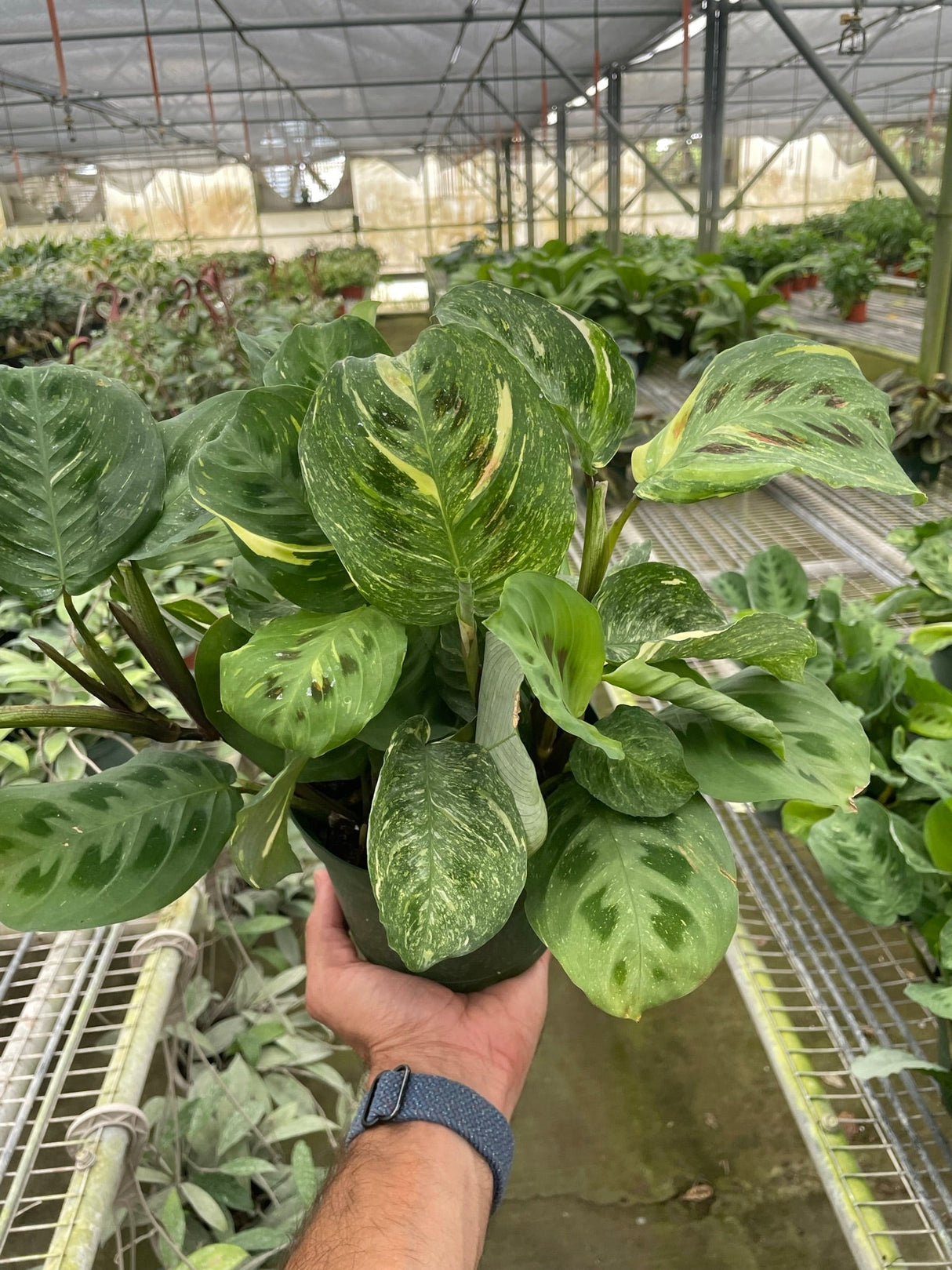 Maranta Variegated 'Beauty Kim' indoor house plant