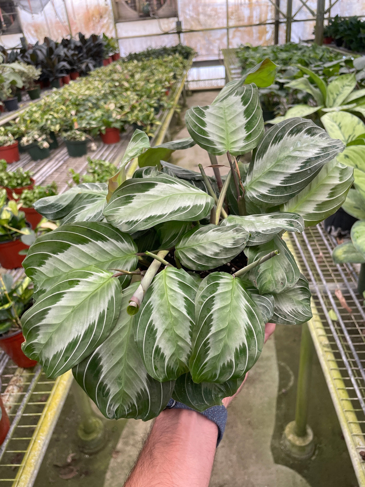 Maranta 'Silver Band' indoor house plant