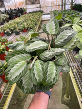 Maranta 'Silver Band' indoor house plant