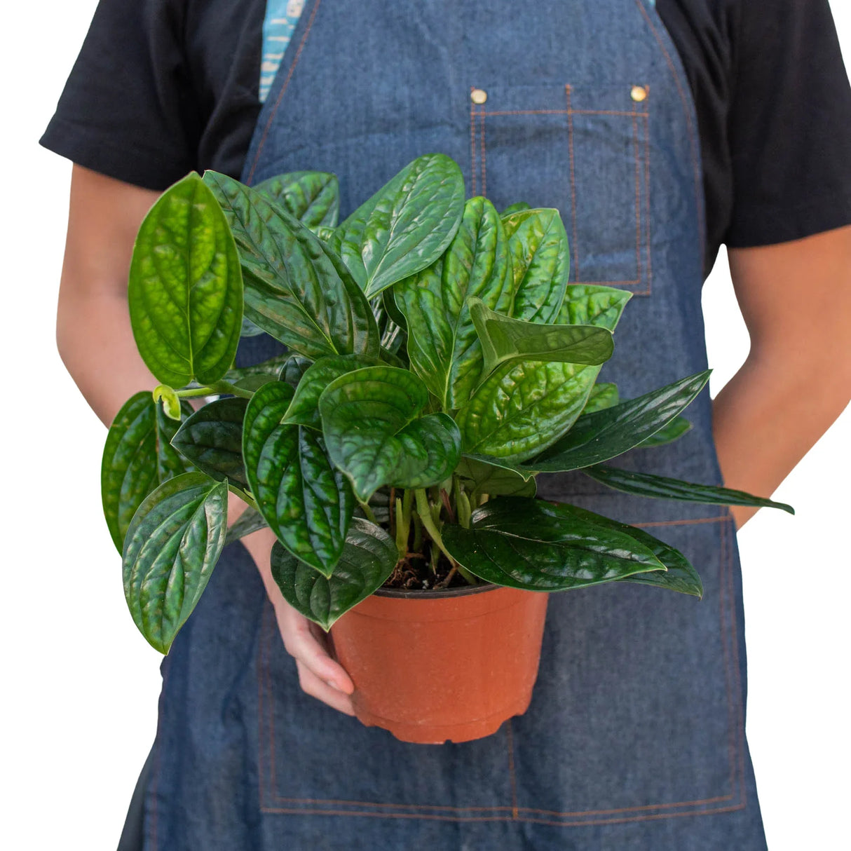 Monstera 'Peru' indoor house plant