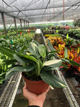 Monstera 'Standeleyana Albo Variegated' indoor house plant