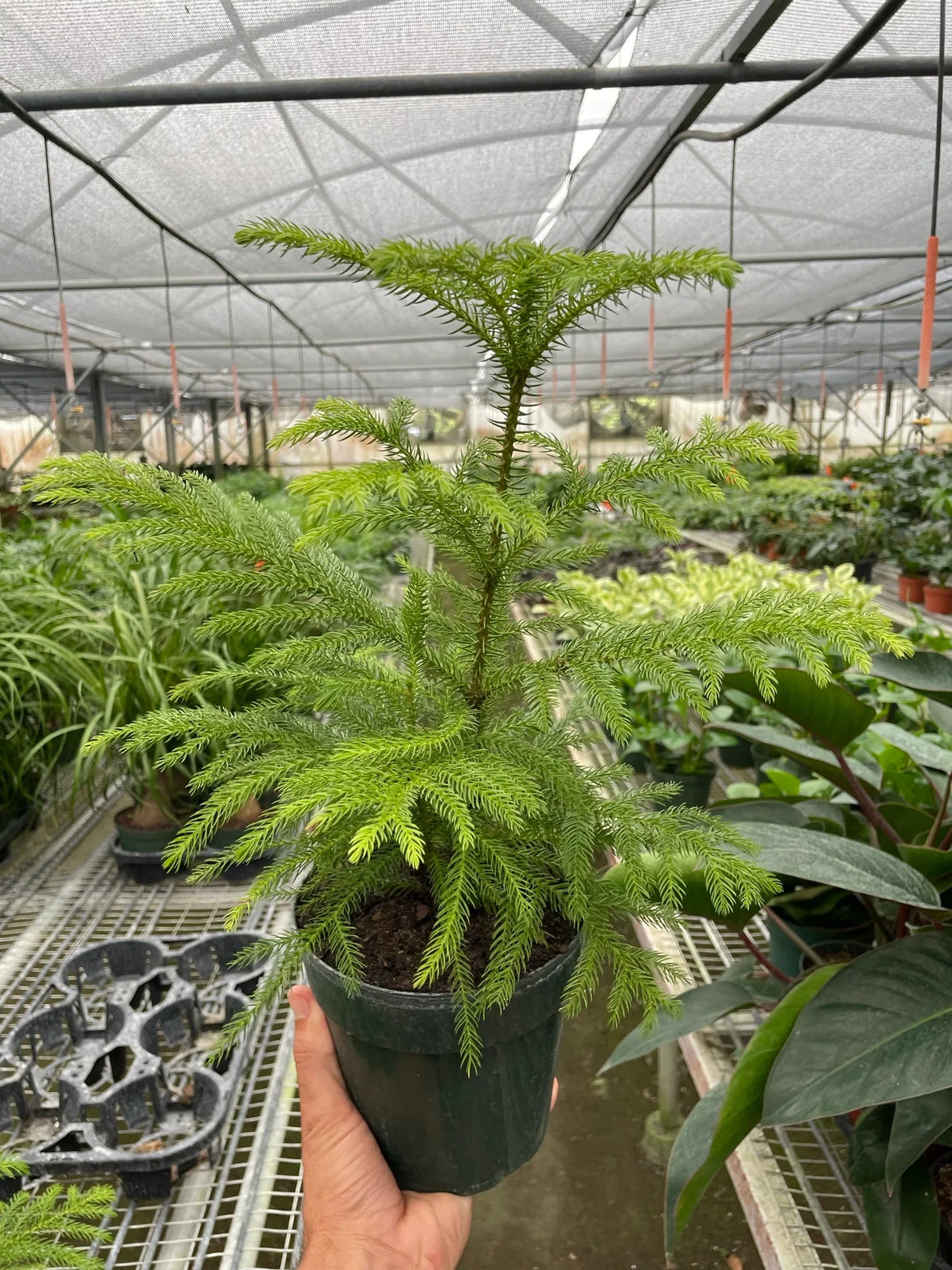 Norfolk 'Island Pine' indoor house plant