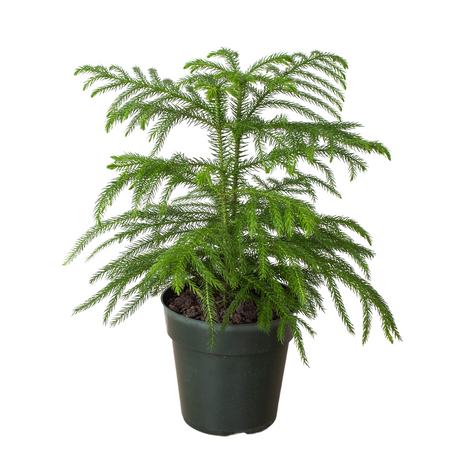 Norfolk 'Island Pine' indoor house plant