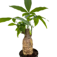 Money Tree 'Guiana Chestnut' Pachira Stump indoor house plant