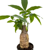 Money Tree 'Guiana Chestnut' Pachira Stump indoor house plant