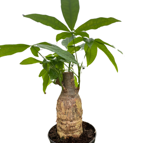 Money Tree 'Guiana Chestnut' Pachira Stump indoor house plant