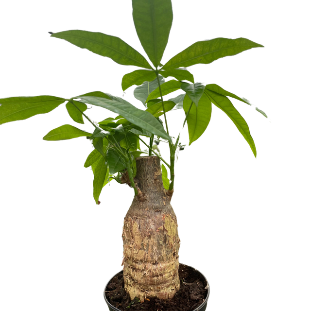 Money Tree 'Guiana Chestnut' Pachira Stump indoor house plant