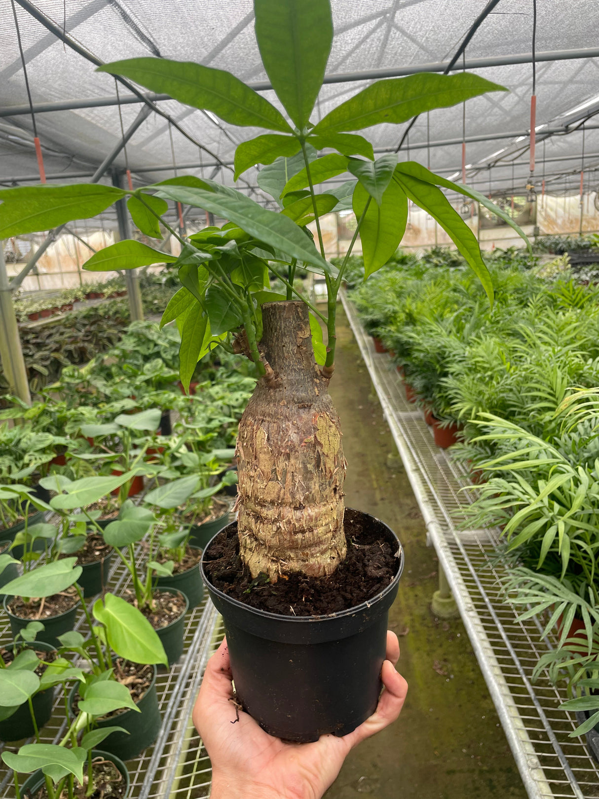 Money Tree 'Guiana Chestnut' Pachira Stump indoor house plant