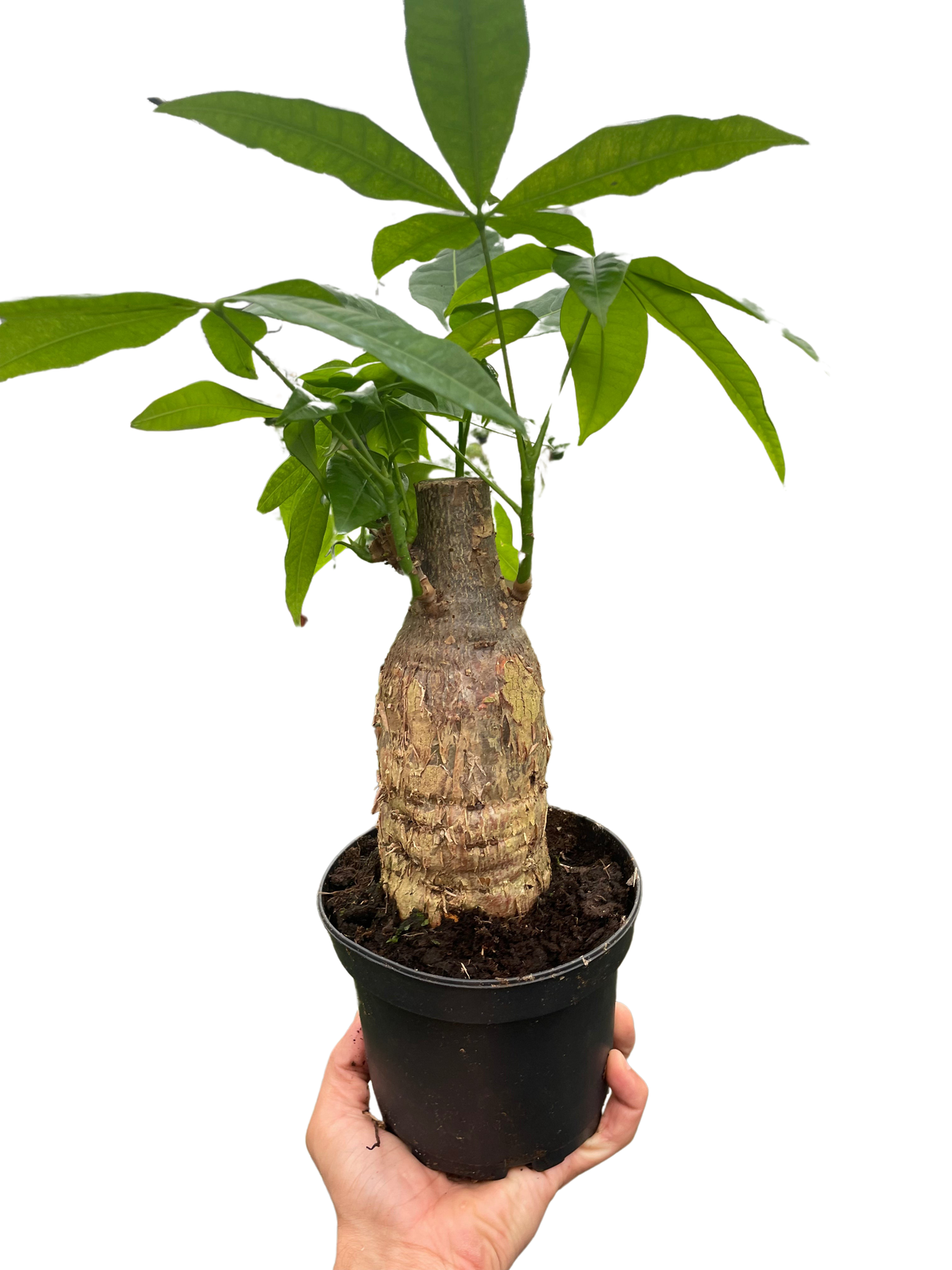 Money Tree 'Guiana Chestnut' Pachira Stump indoor house plant