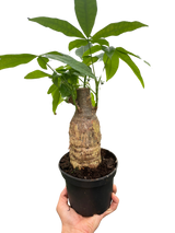 Money Tree 'Guiana Chestnut' Pachira Stump indoor house plant