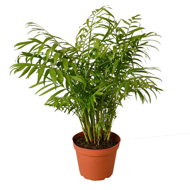 Parlor Palm indoor house plant