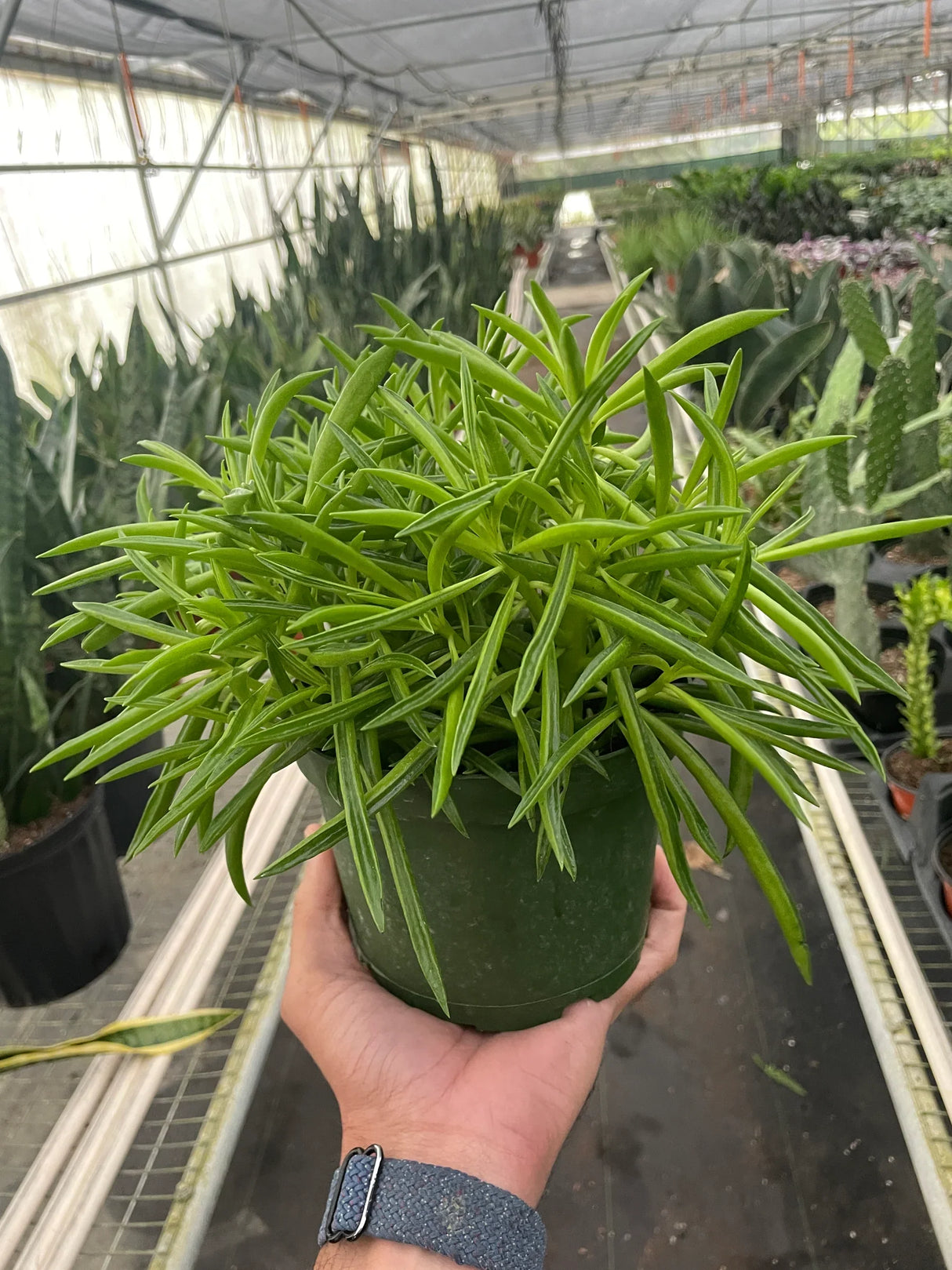 Peperomia 'Green Bean' indoor houseplant