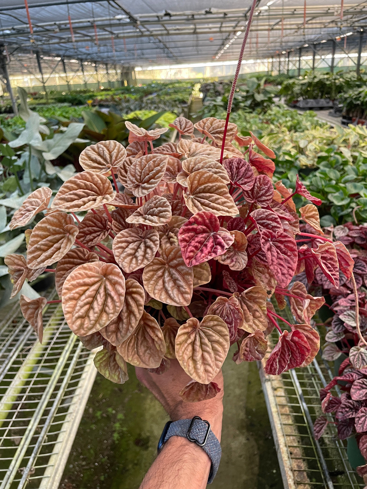 Peperomia 'Quito' indoor houseplant