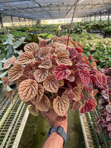 Peperomia 'Quito' indoor houseplant